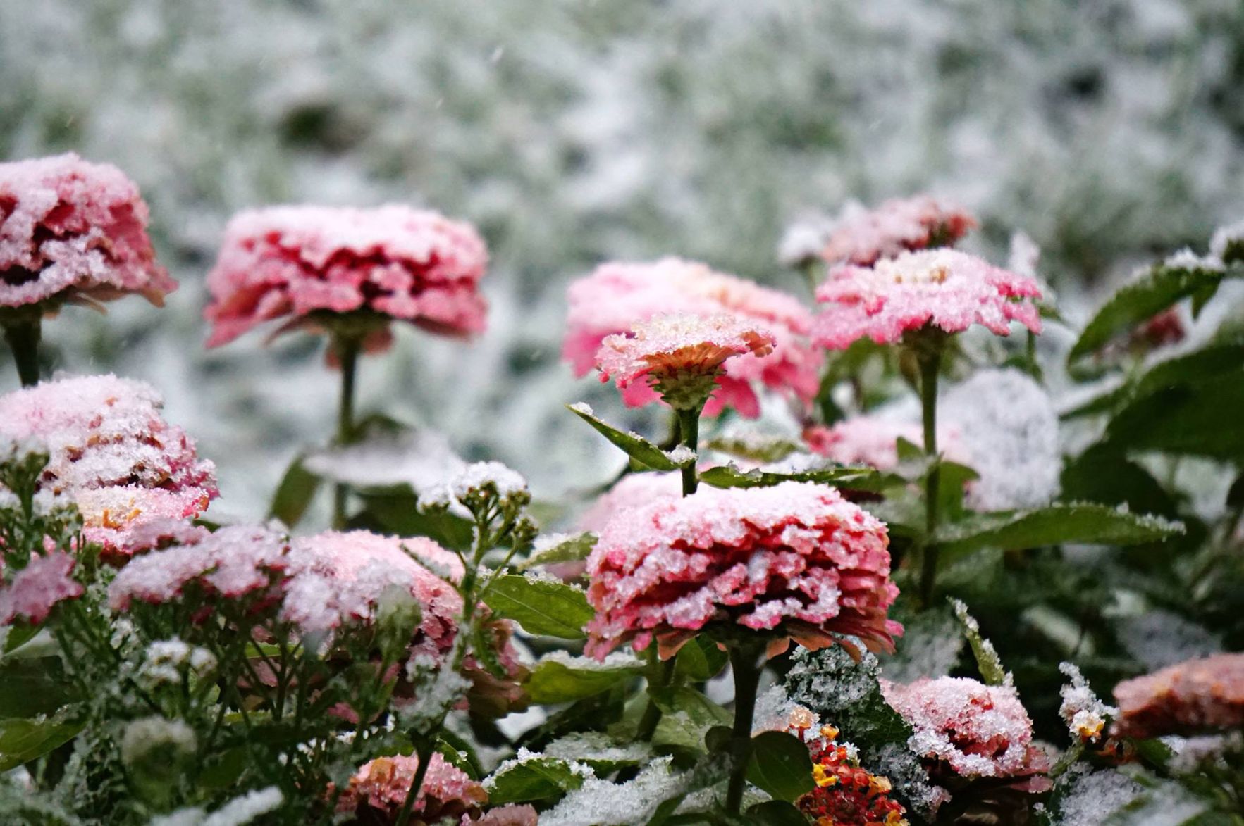 Snow, 10/14